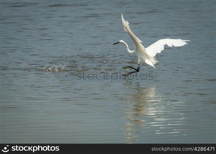 Great white egret, Ardea alba, fishing.