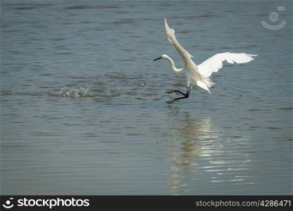 Great white egret, Ardea alba, fishing.