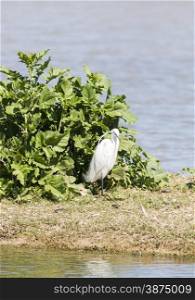Great White Egret, Ardea alba looking for food