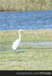 Great White Egret, Ardea alba looking for food