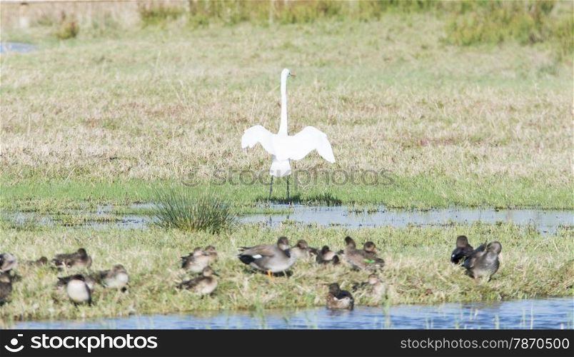 Great White Egret, Ardea alba stretching their wings in the sun