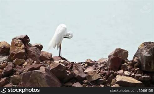 Great White Egret cleans itself
