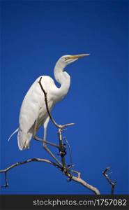 Great White Egret, Egretta alba, Chobe River, Chobe National Park, Botswana, Africa