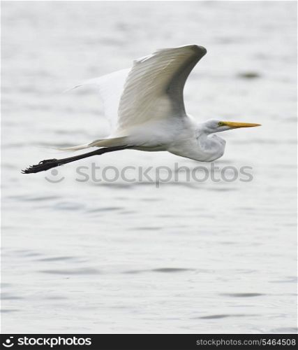 Great White Egret In Flight
