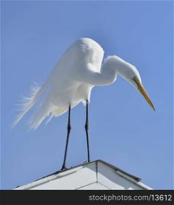 Great White Egret Stands On The Roof