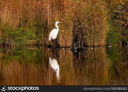 Great white heron with reflection in the water. Great white heron standing