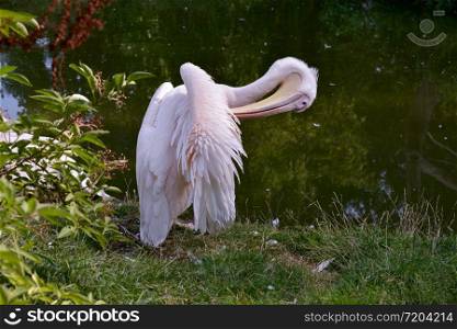 Great White Pelican (Pelecanus onocrotalus) preening by the lake
