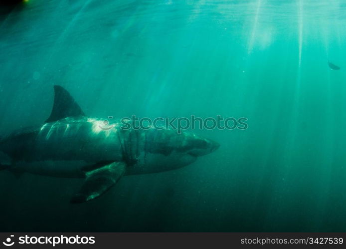 Great white shark (Carcharodon carcharias) swimming in the ocean