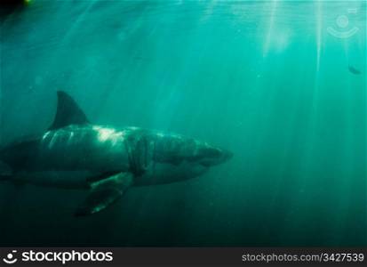 Great white shark (Carcharodon carcharias) swimming in the ocean
