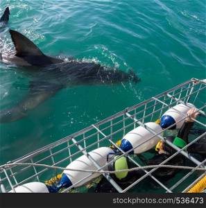 Great White Shark next to diving cage with divers off the Ganbaai coast, Cape Town, South Africa. Great white shark with tourists in diving cage