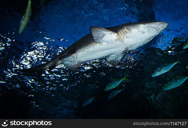 Great white shark picture underwater sea swimming marine life in ocean - large Ragged Tooth Shark or Sand Tiger Shark