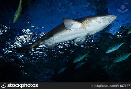 Great white shark picture underwater sea swimming marine life in ocean - large Ragged Tooth Shark or Sand Tiger Shark