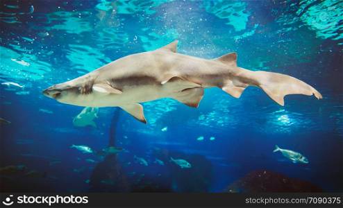 Great White Shark Underwater Photo in Open Water, Deep Ocean