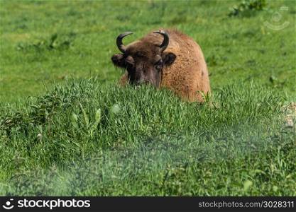 Great wisent lies on green prairie grass. . Large adult American buffalo or bison, lying on green prairie grass.