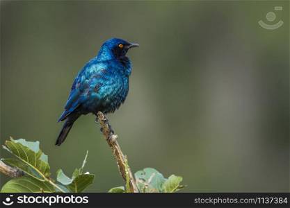 Greater Blue-eared Glossy Starling grooming isolated in natural background in Kruger National park, South Africa ; Specie Lamprotornis chalybaeus family of Sturnidae. Greater Blue eared Glossy Starling in Kruger National park, South Africa