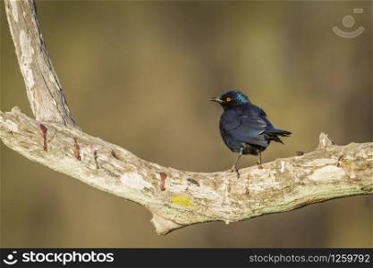 Greater Blue-eared Glossy Starling in Kruger National park, South Africa ; Specie Lamprotornis chalybaeus family of Sturnidae. Greater Blue eared Glossy Starling in Kruger National park, South Africa