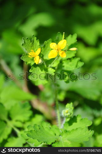 Greater celandine (Chelidonium majus)