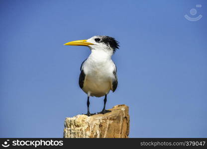 Greater crested tern, Thalasseus bergii at Goa, India. Greater crested tern, Thalasseus bergii at Goa, India.