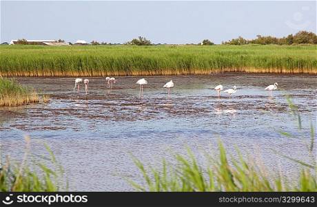Greater Flamingo in Camargue park, south France, Europe.