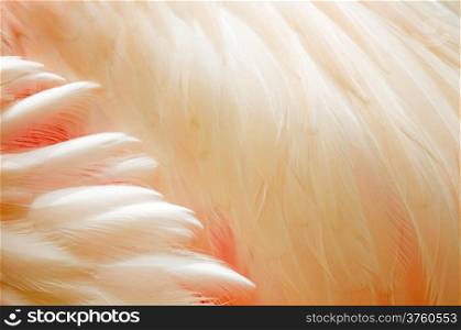 Greater Flamingo (Phoenicopterus roseus) feathers