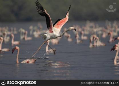 Greater flamingo, Phoenicopterus roseus, India.. Greater flamingo, Phoenicopterus roseus, India