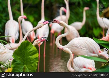 Greater Flamingo (Phoenicopterus roseus) on the water