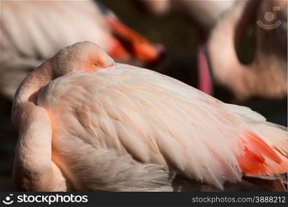 Greater Flamingo, Phoenicopterus roseus, watchful but resting