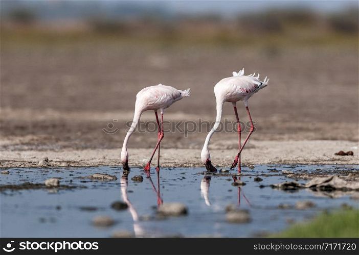 Greater Flamingoes, Phoenicopterus roseus, Jamnagar, India