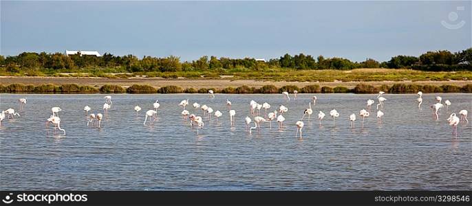 Greater Flamingos in Camargue park, south France, Europe.