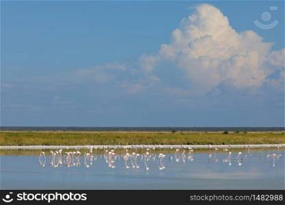 Greater flamingos (Phoenicopterus roseus) foraging in shallow water, Etosha National Park, Namibia