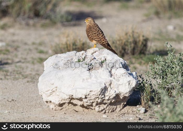 Greater kestrel (Falco rupicoloides) perched on a rock, Etosha, Namibia