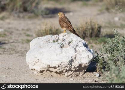 Greater kestrel (Falco rupicoloides) perched on a rock, Etosha, Namibia