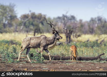Greater kudu in Kruger National park, South Africa ; Specie Tragelaphus strepsiceros family of Bovidae. Greater kudu in Kruger National park, South Africa