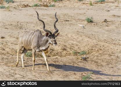 Greater kudu in Kruger National park, South Africa ; Specie Tragelaphus strepsiceros family of Bovidae. Greater kudu in Kruger National park, South Africa