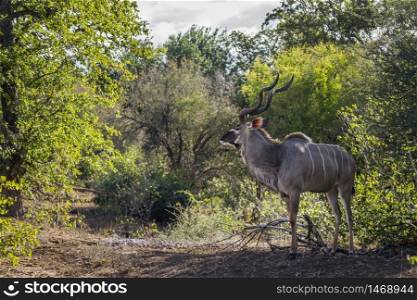 Greater kudu male in green savannah in Kruger National park, South Africa ; Specie Tragelaphus strepsiceros family of Bovidae. Greater kudu in Kruger National park, South Africa