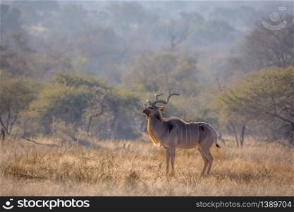 Greater kudu male in savannah scenery in Kruger National park, South Africa ; Specie Tragelaphus strepsiceros family of Bovidae. Greater kudu in Kruger National park, South Africa