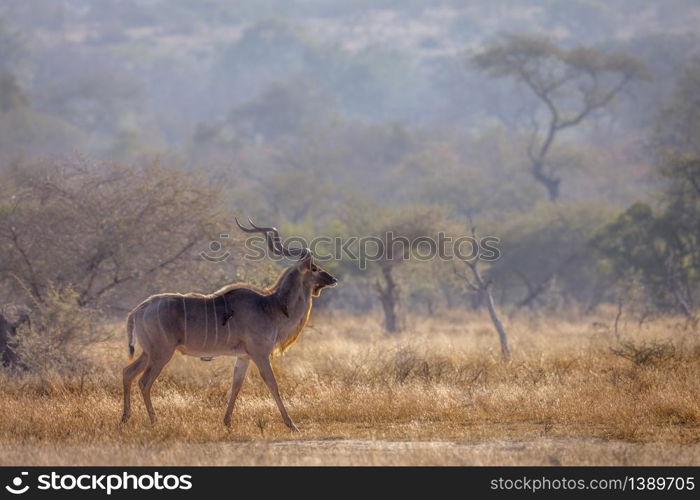 Greater kudu male in savannah scenery in Kruger National park, South Africa ; Specie Tragelaphus strepsiceros family of Bovidae. Greater kudu in Kruger National park, South Africa