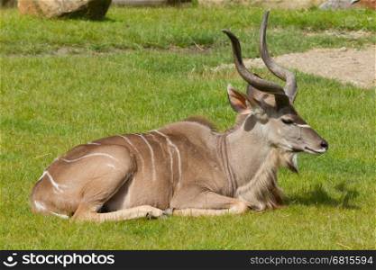 Greater Kudu portrait; tragelaphus strepsiceros (zoo, Holland)