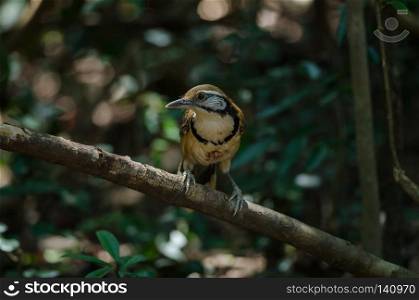 Greater Necklaced Laughingthrush (Garrulax pectoralis) in forest, Thailand