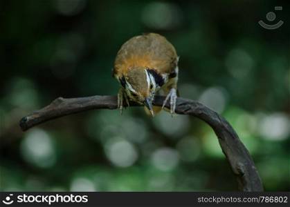 Greater Necklaced Laughingthrush on branch in nature, Thailand (Garrulax pectoralis)