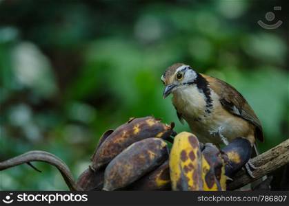 Greater Necklaced Laughingthrush on branch in nature, Thailand (Garrulax pectoralis)