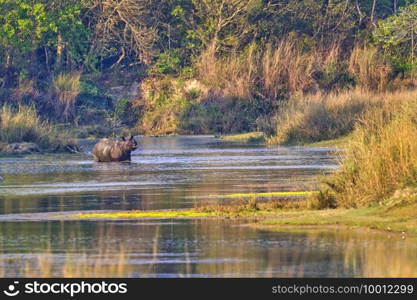 Greater One-horned Rhinoceros, Indian Rhinoceros, Asian Rhino, Rhinoceros unicornis, Wetlands, Royal Bardia National Park, Bardiya National Park, Nepal, Asia