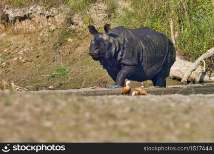 Greater One-horned Rhinoceros, Indian Rhinoceros, Asian Rhino, Rhinoceros unicornis, Wetlands, Royal Bardia National Park, Bardiya National Park, Nepal, Asia