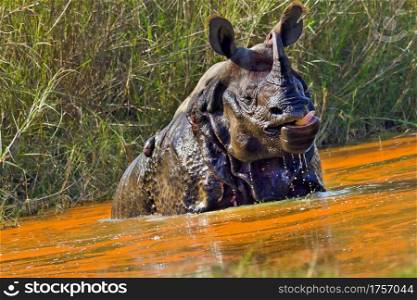 Greater One-horned Rhinoceros, Indian Rhinoceros, Asian Rhino, Rhinoceros unicornis, Wetlands, Royal Bardia National Park, Bardiya National Park, Nepal