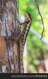 Greater spiny lizard, Acanthosaura armata, black faced lizard, masked spiny lizard, tree lizard
