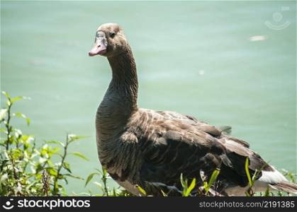Greater white-fronted goose on greenery  and pond water background 