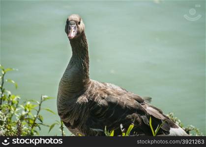 Greater white-fronted goose on greenery and pond water background