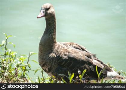 Greater white-fronted goose on greenery and pond water background