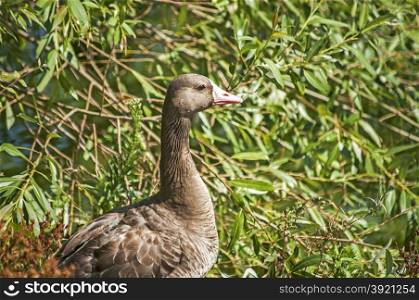 Greater white-fronted goose on greenery background in sunny day