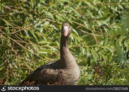 Greater white-fronted goose on greenery background in sunny day